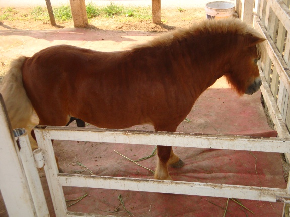 Rocky, one of the miniature horse breeds