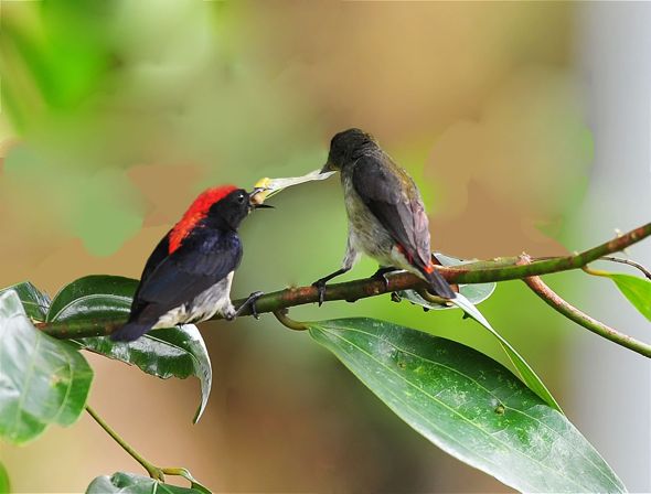scarletbackedflowerpecker.jpg