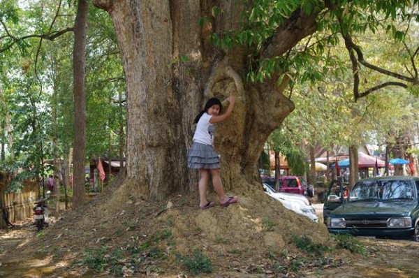 My Granddaughter checking out the old tree.