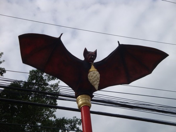 bat images everywhere