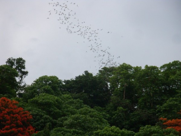 This was very similar to the Cha-Am bats, but these babies were flying out at a rate probably 6 times faster than their Cha-Am counterparts.