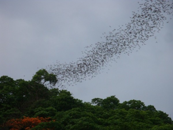 This was very similar to the Cha-Am bats, but these babies were flying out at a rate probably 6 times faster than their Cha-Am counterparts.