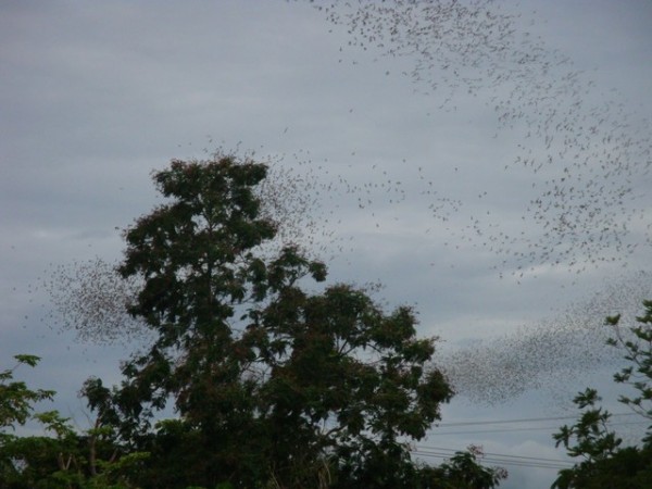 This was very similar to the Cha-Am bats, but these babies were flying out at a rate probably 6 times faster than their Cha-Am counterparts.