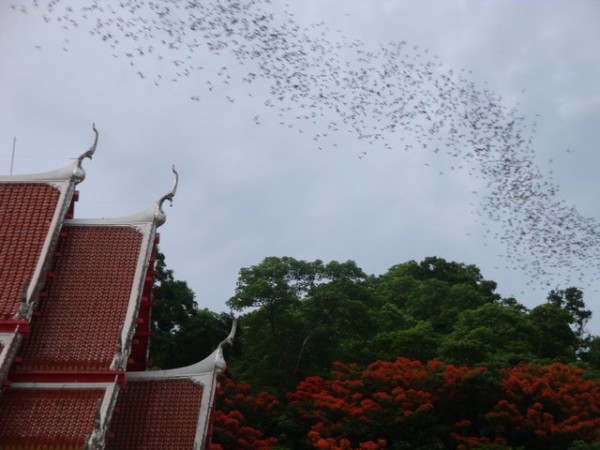 This was very similar to the Cha-Am bats, but these babies were flying out at a rate probably 6 times faster than their Cha-Am counterparts.