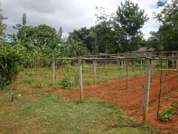 a vibrant market garden