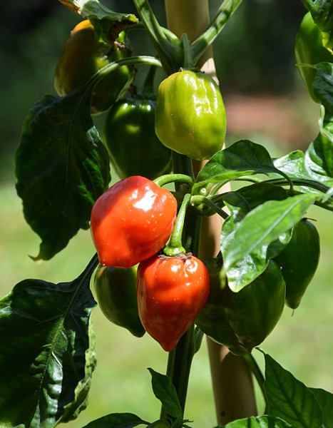 Habanero