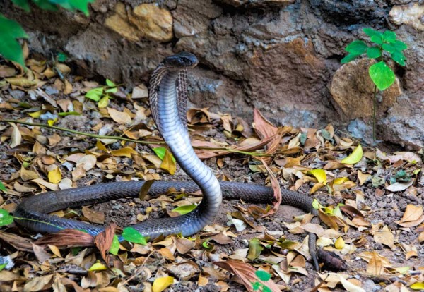 young-monocled-cobra-copy.jpg