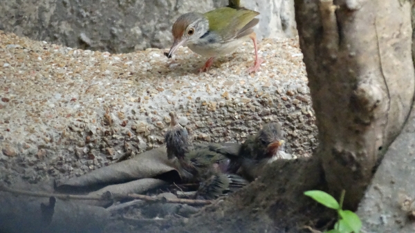 Parent with food.