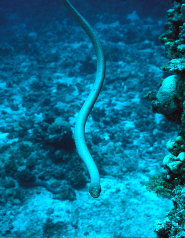 Sea Snake Chasing Me.jpg