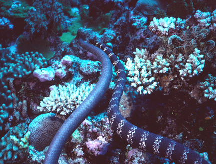 Sea Snakes.jpg