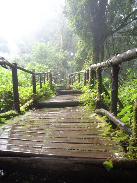 a wooden walkway