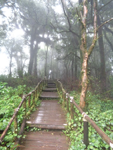 a wooden walkway