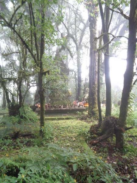 walking though a British forest in the autumn