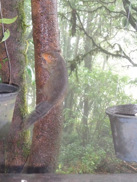 visited by several very colourful birds that I’d never seen before and a few squirrels