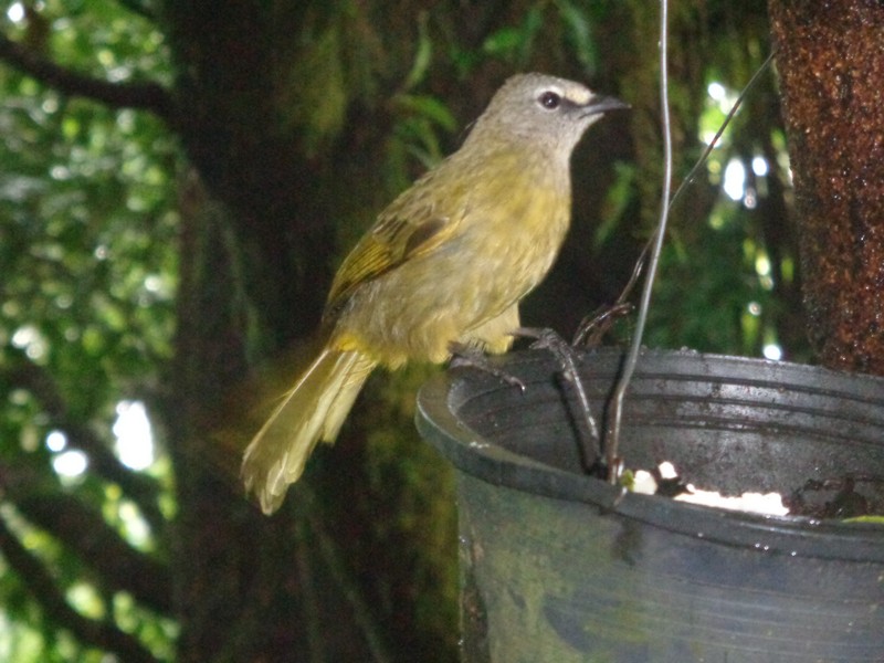 visited by several very colourful birds that I’d never seen before and a few squirrels