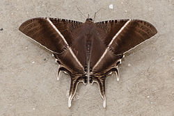 Tropical-Swallowtail-Moth-01.jpg