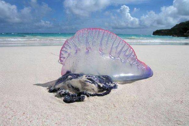 jelly fish.jpg