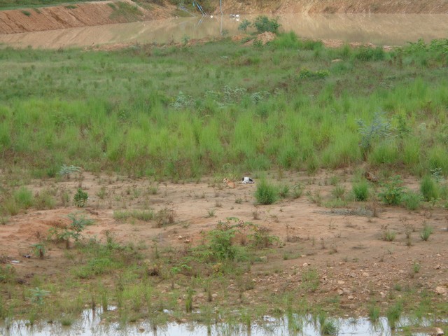 Dogs at the centre of the lake