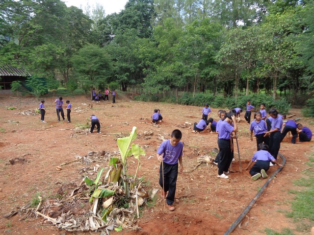 Creating a dragon fruit plantation