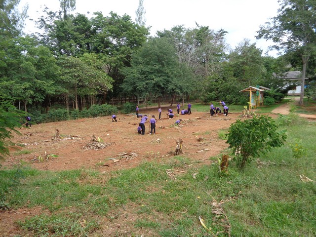 Creating a dragon fruit plantation