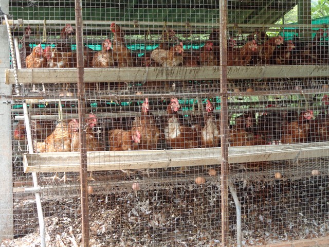 Battery hens