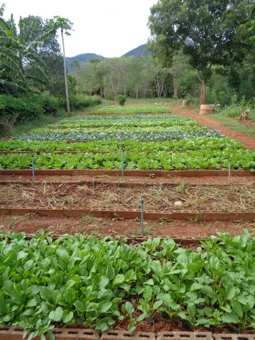 Well manicured vegetable plots