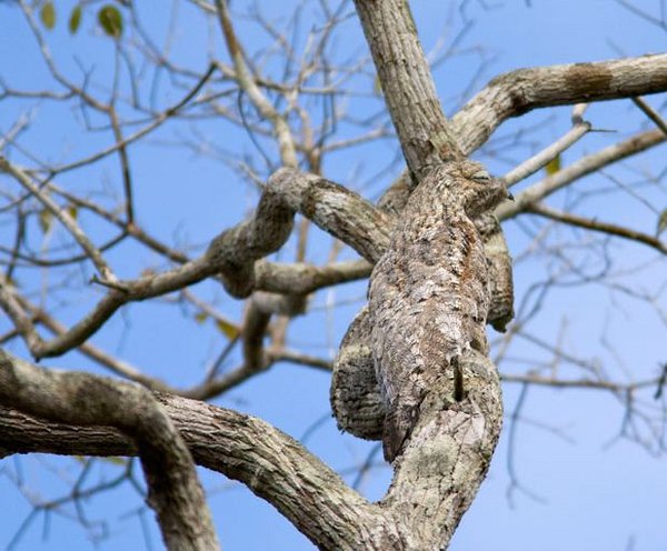 Great Potoo Brazil.JPG