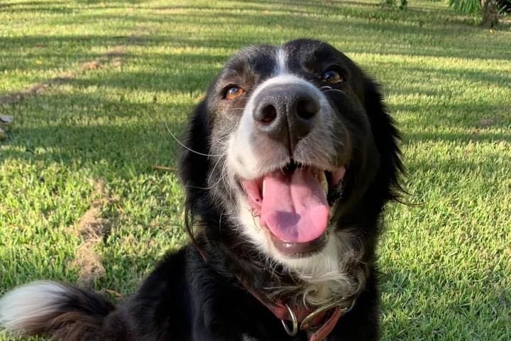 The beloved pet &quot;did not stop smiling&quot; from the moment he was rescued, despite being exhausted and starving after his three-day ordeal.(Supplied)