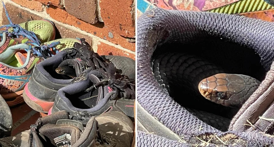 A woman found a deadly red-bellied black snake in her running shoe left outside as she was about to put it on. Source: Facebook/Snake Identification Australia