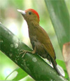 bamboo woodpecker.jpg