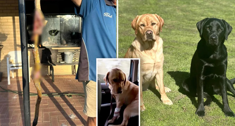 One Australia was horrified to find her two pet Labradors playing with a snake. Source: Facebook