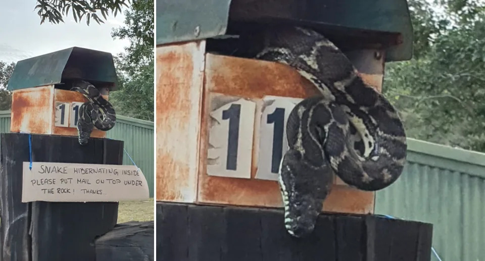 A snake catcher identified the surprise guest as a carpet python. Source: Facebook (Facebook)