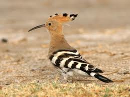 hoopoe.jpeg