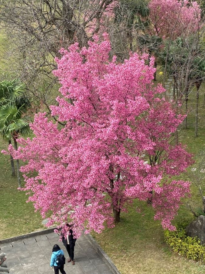 Trumpet tree, Dali.jpg