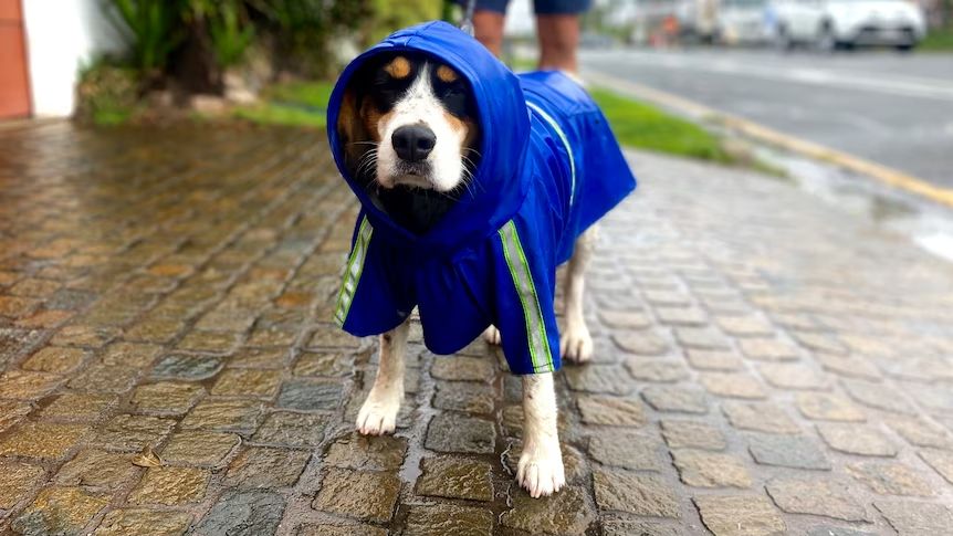 South-east Queensland has had a wet couple of days. (ABC News: Steve Keen)