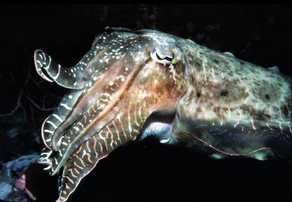 Cuttle2 (Medium).jpg