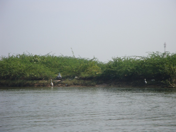 There were plenty of exotic birds to be seen.  Many I'd only ever seen on Brooke Bond tea cards before.  Unfortunately, I don't have the camera nor the expertise to capture these.