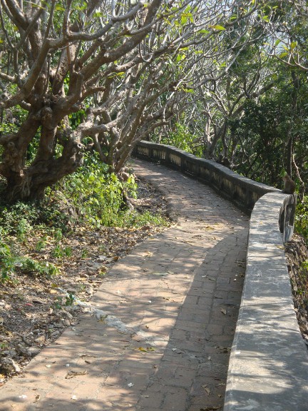 The adequate footpaths through the forest.