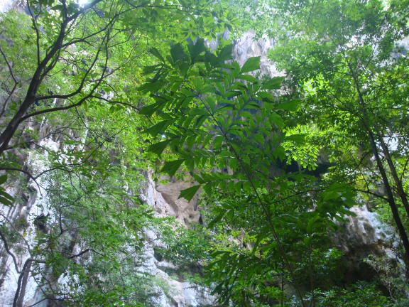 As we started our descent, the trees were towering above us.