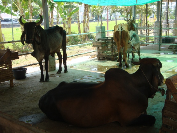 area where there are some colourful birds, cows and other animals