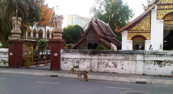 Temple Wall top dog.jpg