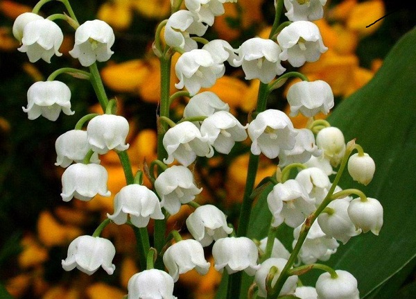 muguet.jpg