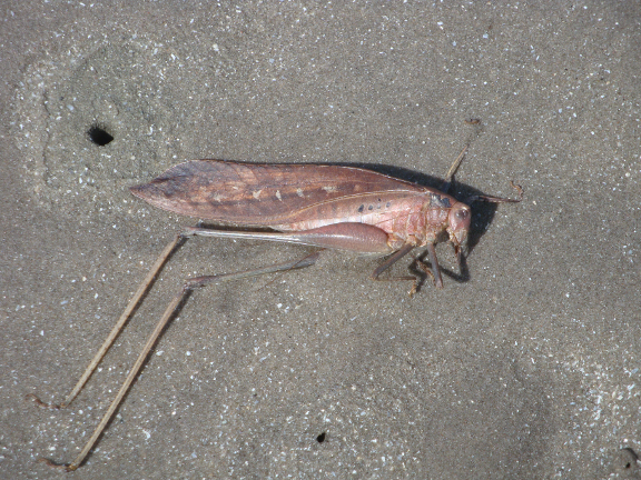 dozens of dead locusts