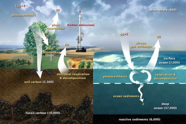 carbon_cycle.jpg