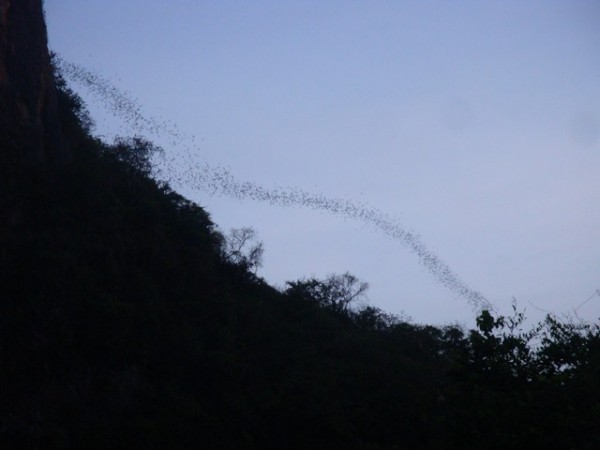 Like steam coming from a boiling kettle, the bats started coming out of the cave.