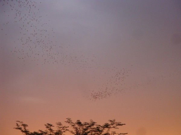 They were forming fantastic patterns in the sky, which in places was putting on its own colourful light show.