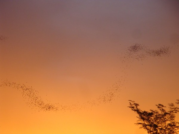 They were forming fantastic patterns in the sky, which in places was putting on its own colourful light show.