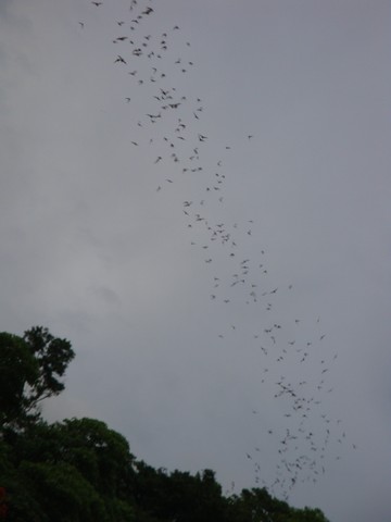 This was very similar to the Cha-Am bats, but these babies were flying out at a rate probably 6 times faster than their Cha-Am counterparts.