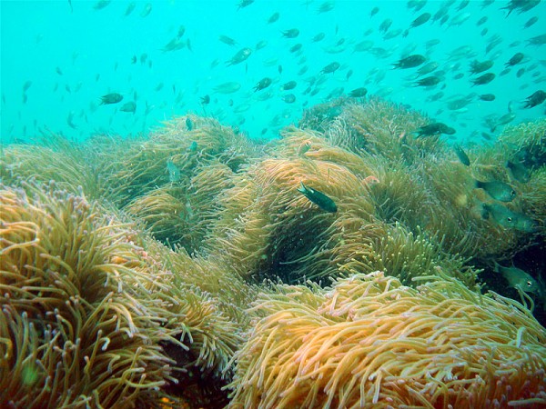 Prolific anemone life at Koh Sang