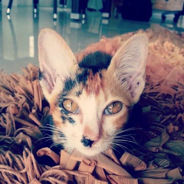 Kitty1.jpg